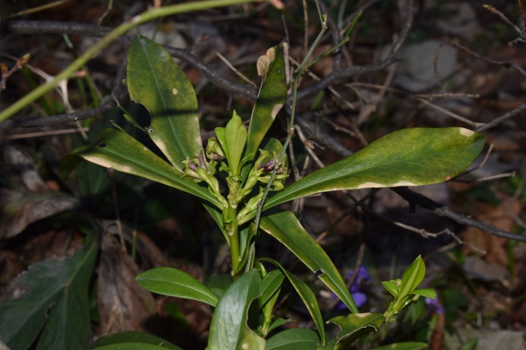 Daphne laureola  (Thymelaeaceae)