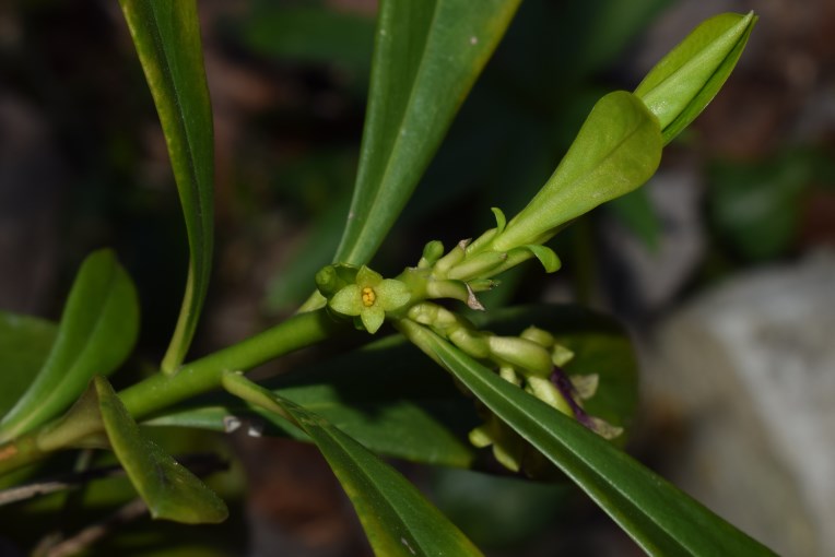 Daphne laureola  (Thymelaeaceae)