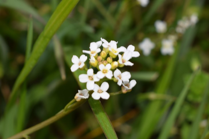 Calepina irregularis