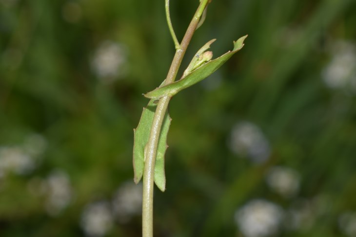 Calepina irregularis