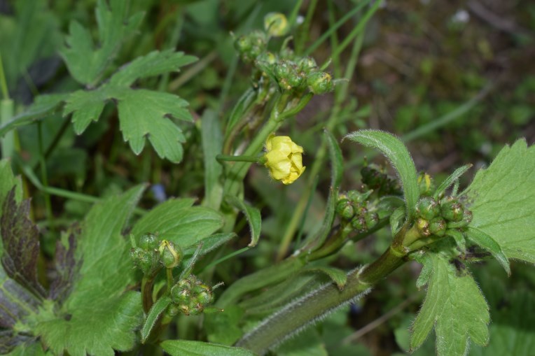 Ranunculus velutinus