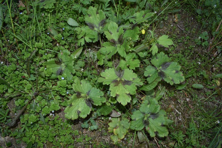 Ranunculus velutinus