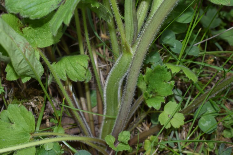 Ranunculus velutinus