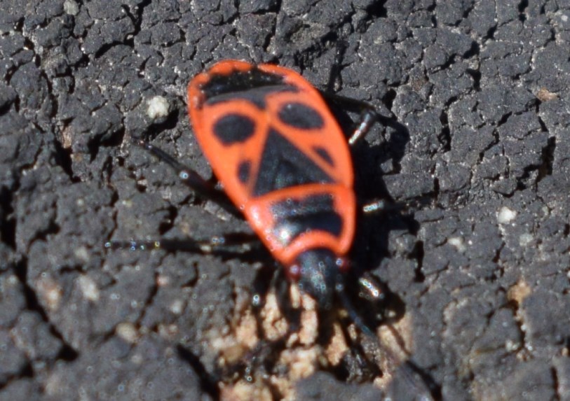 Comunissimo:  Pyrrhocoris apterus ( Pyrrhocoridae)