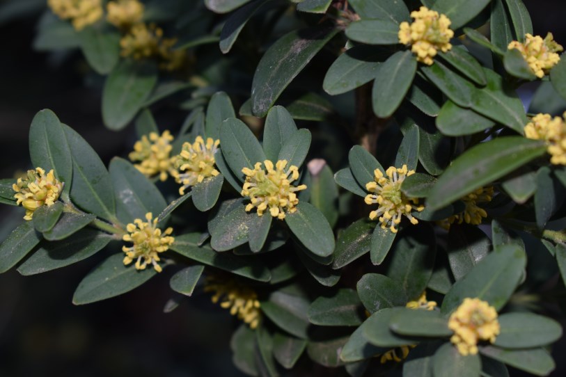 Che pianta ?  Buxus sempervirens