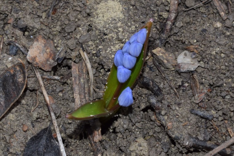 Fiori blu: Scilla bifolia (Asparagaceae)