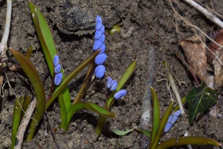 Fiori blu: Scilla bifolia (Asparagaceae)