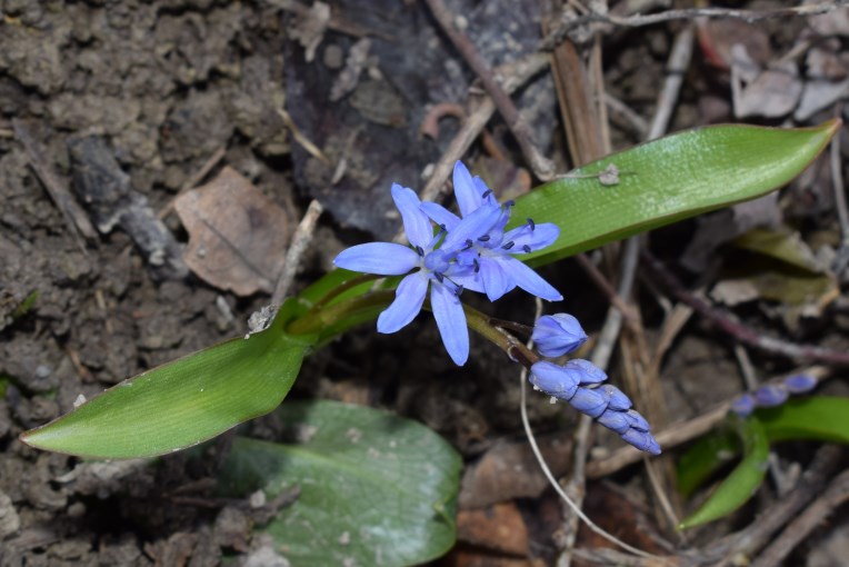 Fiori blu: Scilla bifolia (Asparagaceae)