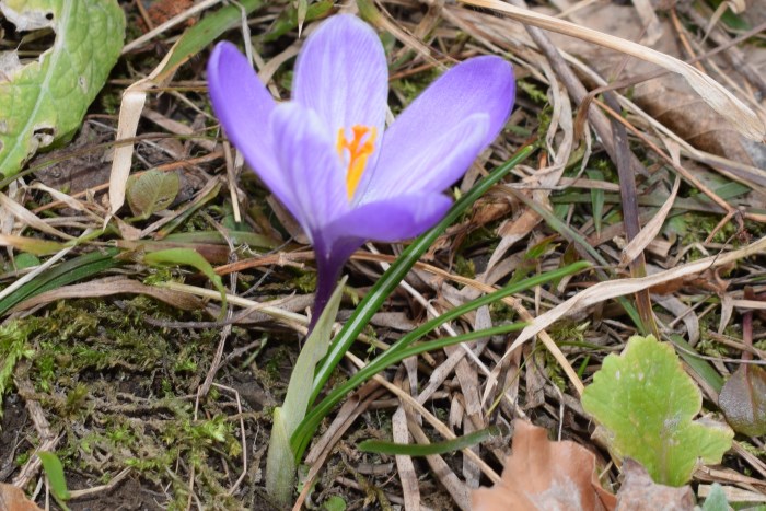 Crocus neglectus