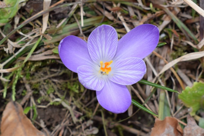 Crocus neglectus