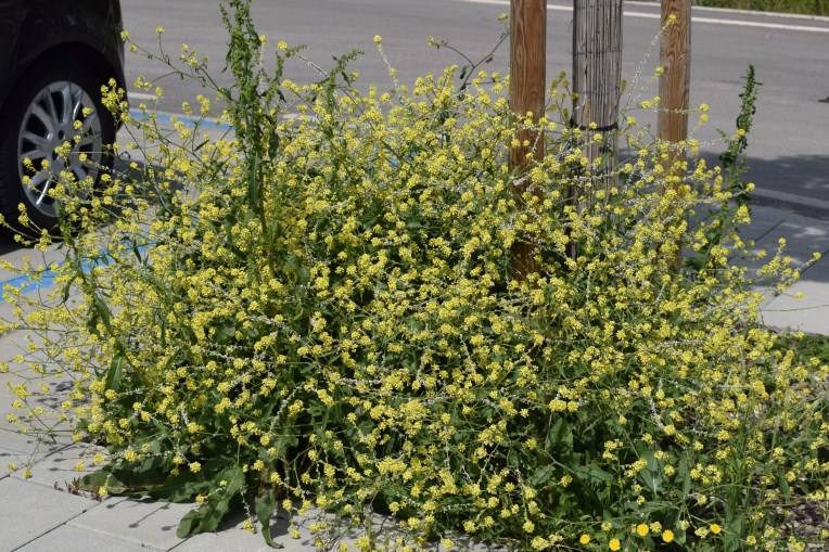 Rapistrum rugosum (L.) All. (Brassicaceae)