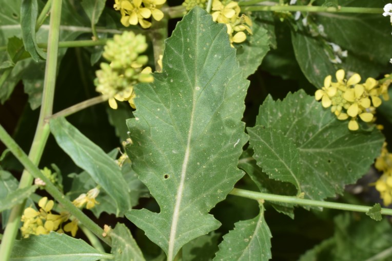 Rapistrum rugosum (L.) All. (Brassicaceae)