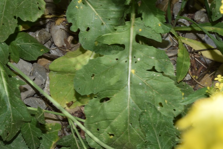 Rapistrum rugosum (L.) All. (Brassicaceae)