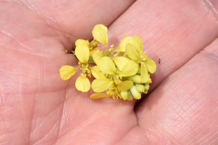 Rapistrum rugosum (L.) All. (Brassicaceae)