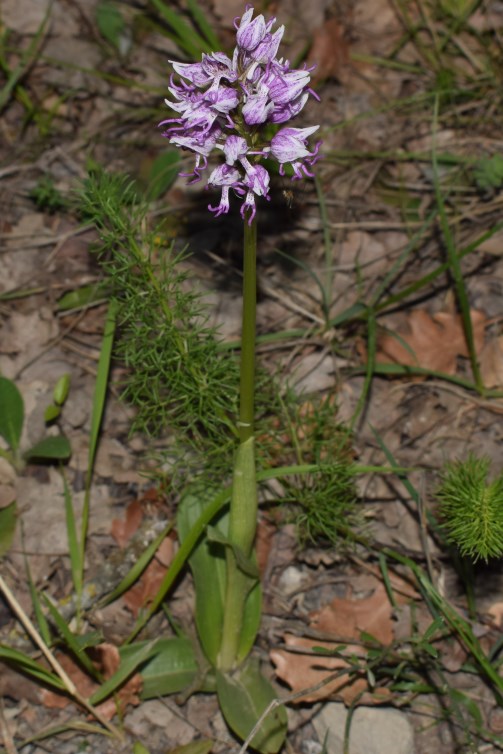 Orchidea da determinare