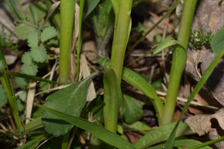 Anacamptis morio?