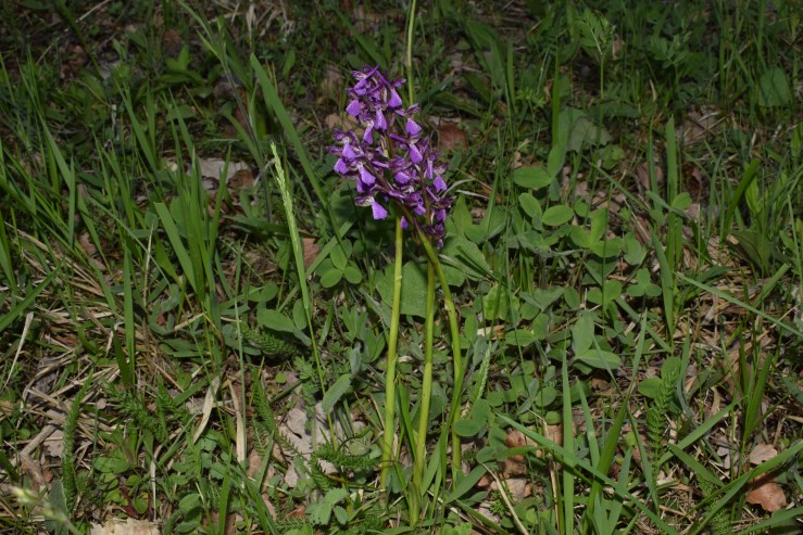 Anacamptis morio?