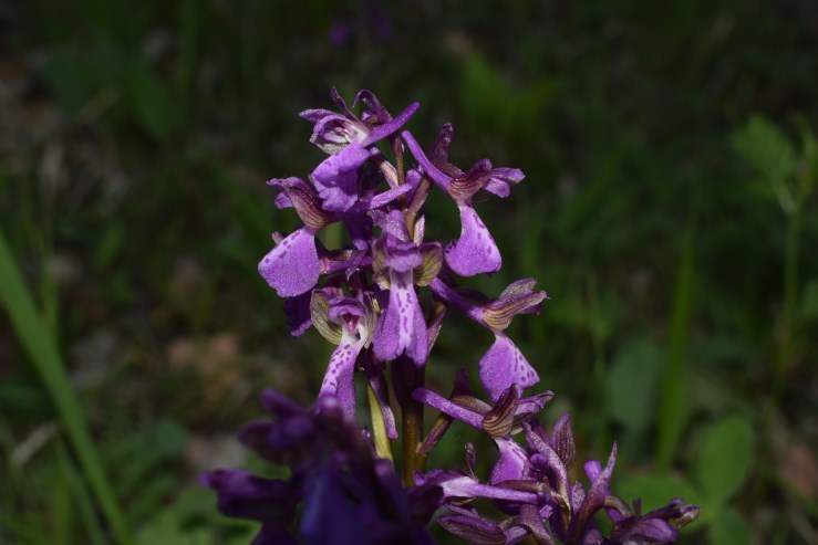 Anacamptis morio?