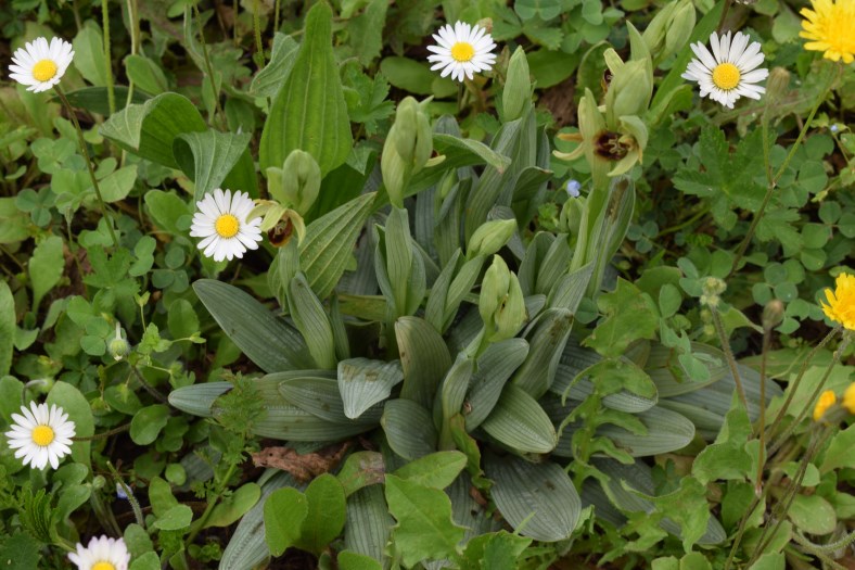 Rosetta glauca