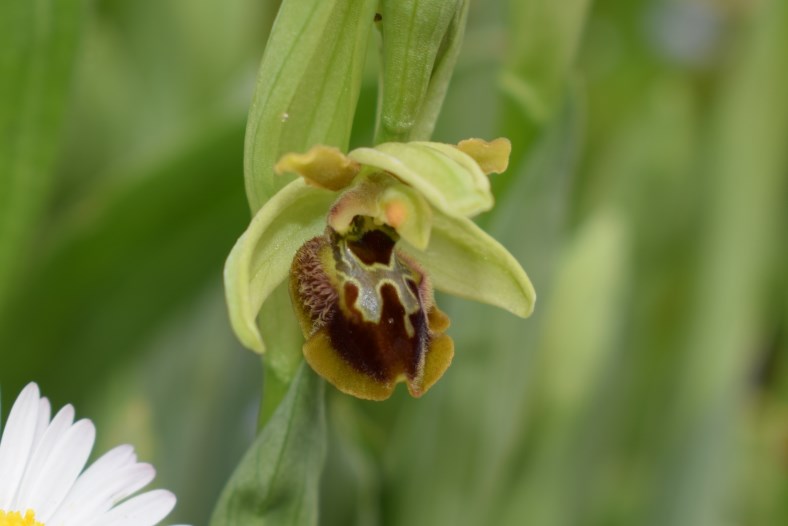 Rosetta glauca