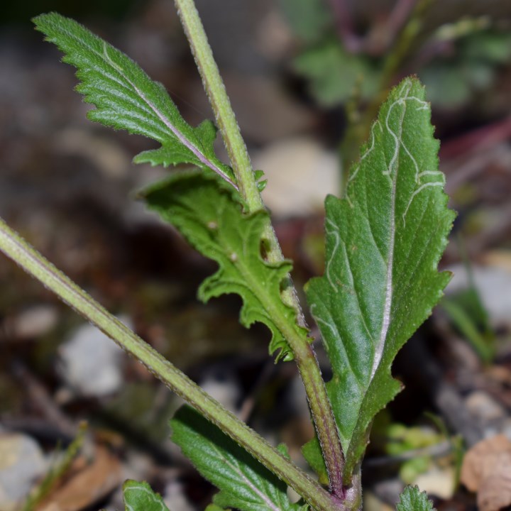 Brassicacea?