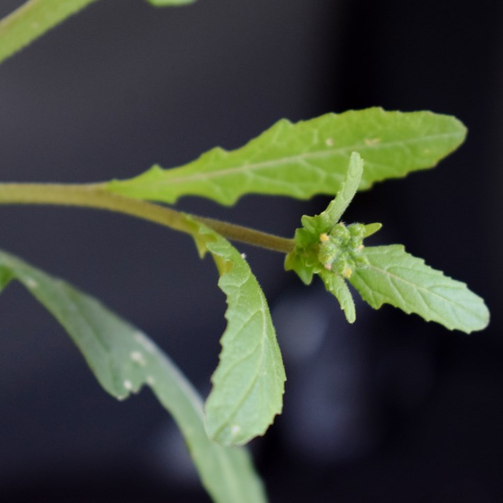 Brassicacea?