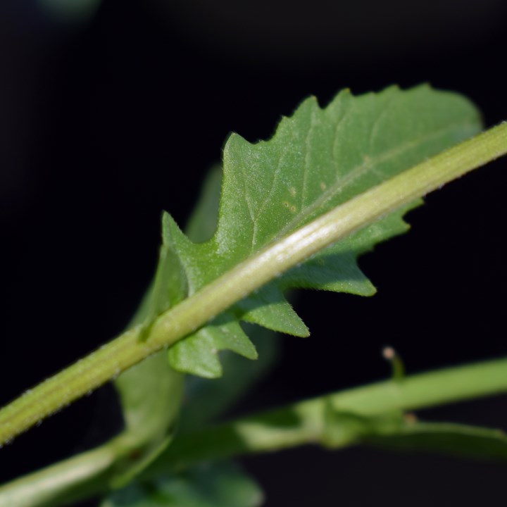 Brassicacea?