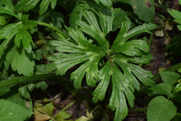 Ranunculus serpens