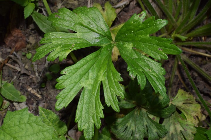 Ranunculus serpens