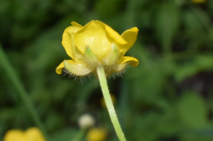 Ranunculus serpens