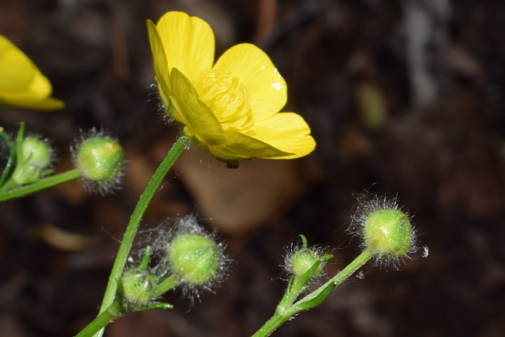 Ranunculus serpens