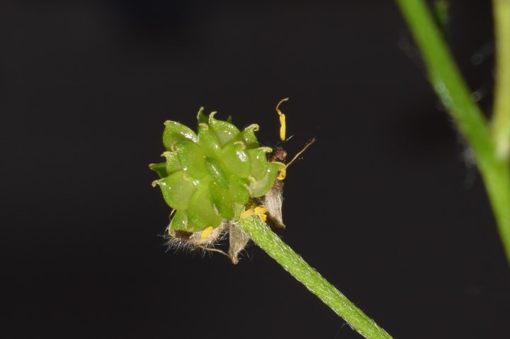 Ranunculus serpens