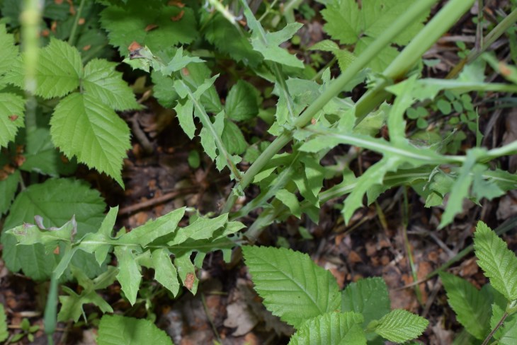 Sonchus sp.