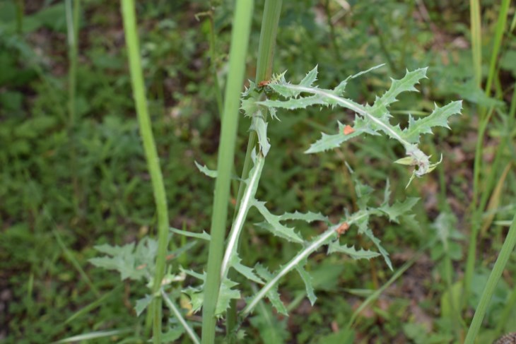 Sonchus sp.