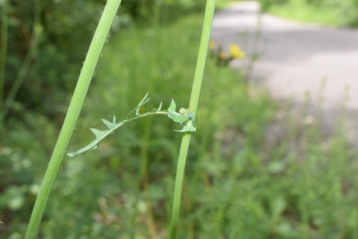 Sonchus sp.