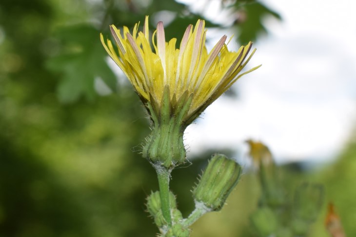 Sonchus sp.