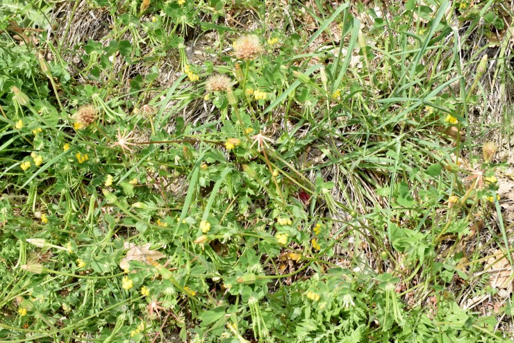 Hyoseris radiata L. (Asteraceae)