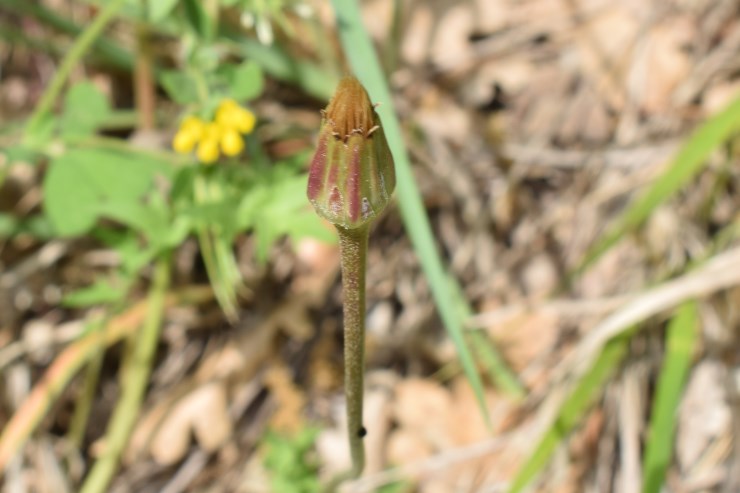 Hyoseris radiata L. (Asteraceae)