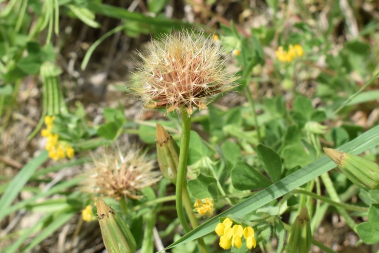 Hyoseris radiata L. (Asteraceae)