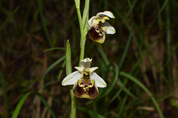 3 orchidee da determinare