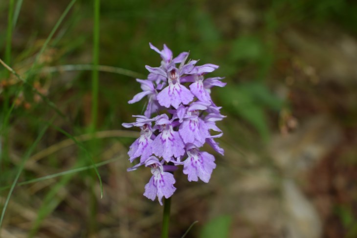 3 orchidee da determinare