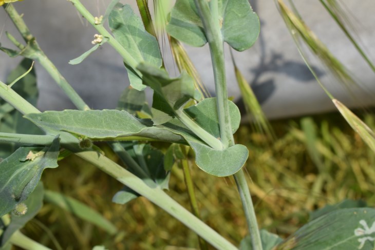 Brassica napus L. (Brassicaceae)