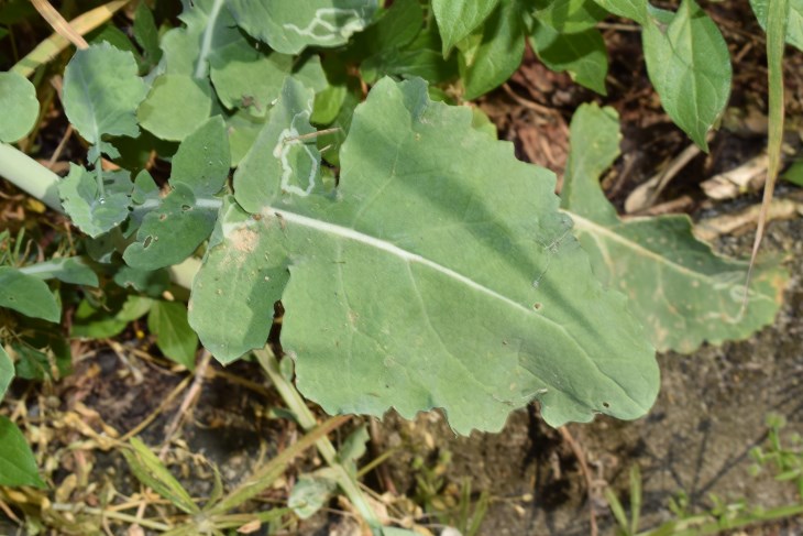 Brassica napus L. (Brassicaceae)