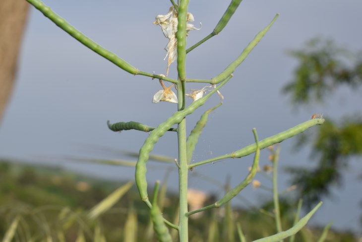 Brassica napus L. (Brassicaceae)