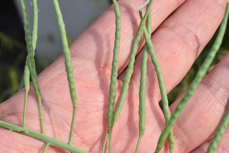 Brassica napus L. (Brassicaceae)