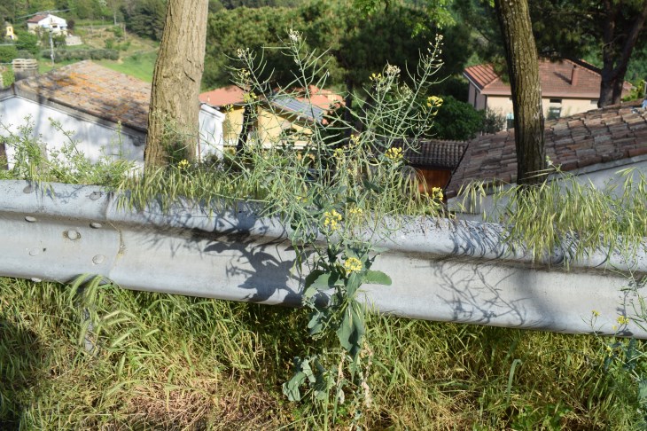 Brassica napus L. (Brassicaceae)