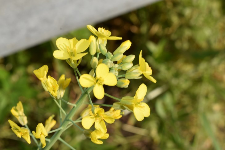 Brassica napus L. (Brassicaceae)