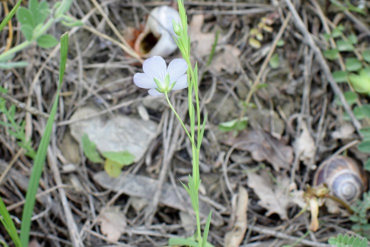 Linum bienne (Malpighiales - Linaceae)