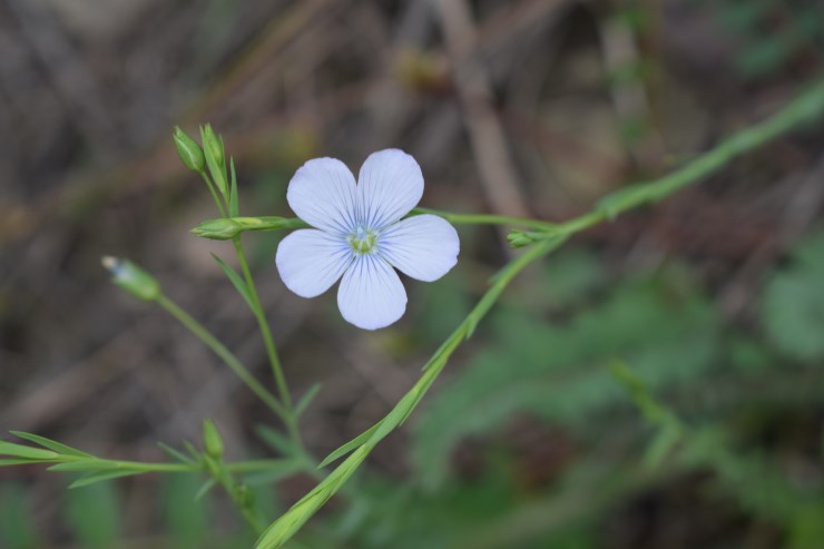 Linum bienne (Malpighiales - Linaceae)