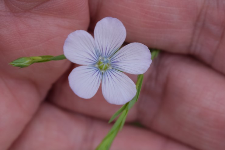 Linum bienne (Malpighiales - Linaceae)